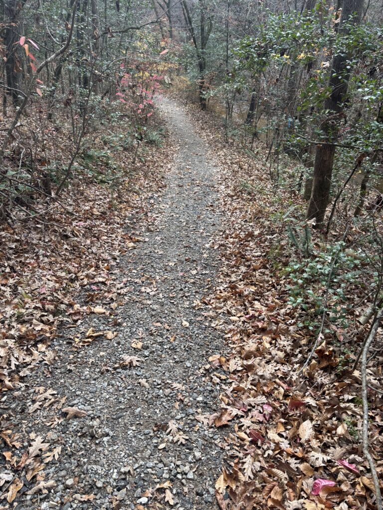 A quiet woodland path covered with autumn leaves.